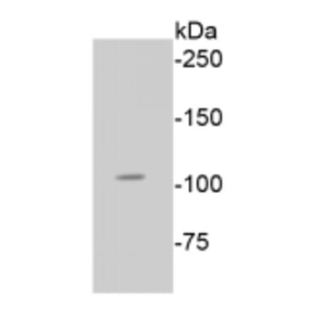 Anti-Rb (phospho-S807) Antibody from Bioworld Technology (BS9862M) - Antibodies.com