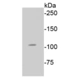 Anti-Rb (phospho-S807) Antibody from Bioworld Technology (BS9862M) - Antibodies.com