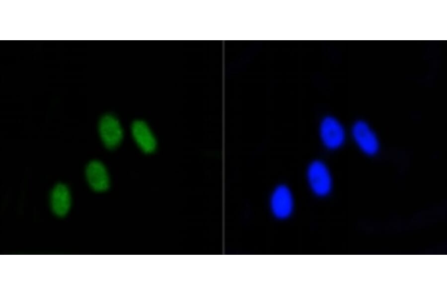 Anti-Rb (phospho-S807) Antibody from Bioworld Technology (BS9862M) - Antibodies.com