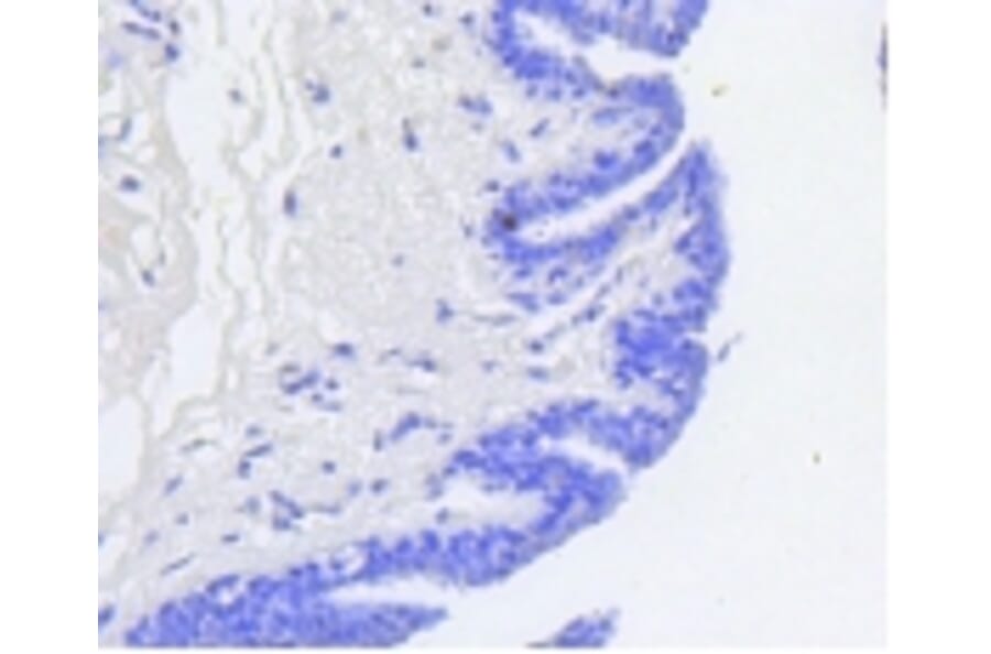 Anti-Rb (phospho-S807) Antibody from Bioworld Technology (BS9862M) - Antibodies.com
