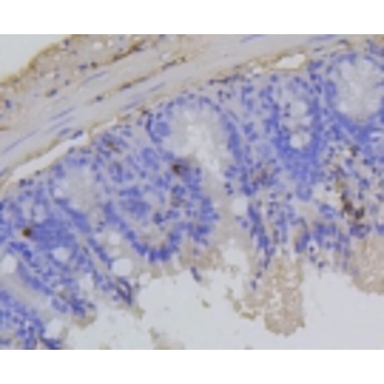 Anti-Rb (phospho-S807) Antibody from Bioworld Technology (BS9862M) - Antibodies.com