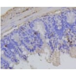 Anti-Rb (phospho-S807) Antibody from Bioworld Technology (BS9862M) - Antibodies.com