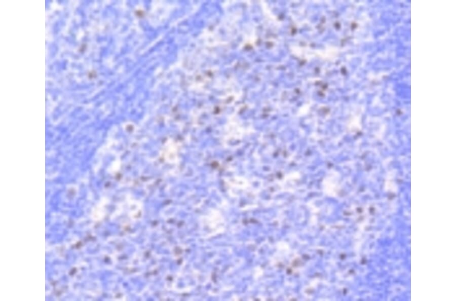 Anti-Rb (phospho-S807) Antibody from Bioworld Technology (BS9862M) - Antibodies.com