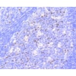 Anti-Rb (phospho-S807) Antibody from Bioworld Technology (BS9862M) - Antibodies.com