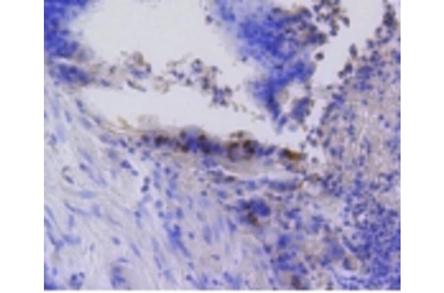 Anti-Rb (phospho-S807) Antibody from Bioworld Technology (BS9862M) - Antibodies.com