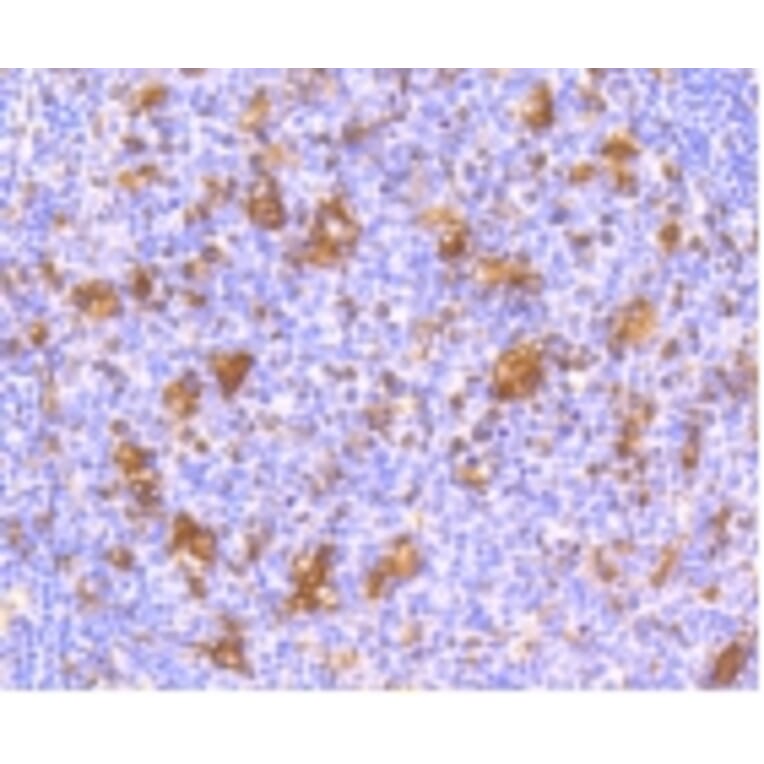 Anti-IFN-R1 Antibody from Bioworld Technology (BS9863M) - Antibodies.com