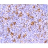 Anti-IFN-R1 Antibody from Bioworld Technology (BS9863M) - Antibodies.com