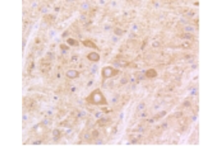 Anti-IFN-R1 Antibody from Bioworld Technology (BS9863M) - Antibodies.com