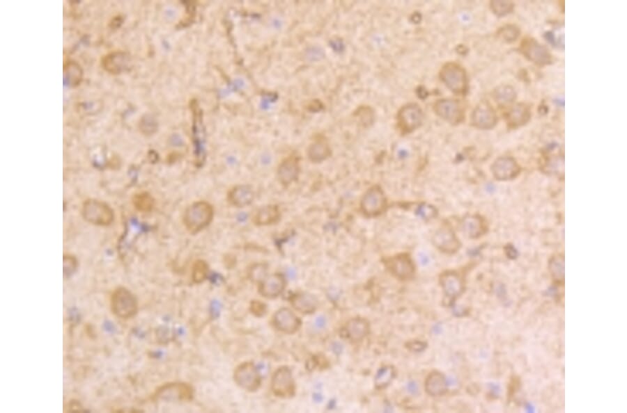 Anti-IFN-R1 Antibody from Bioworld Technology (BS9863M) - Antibodies.com