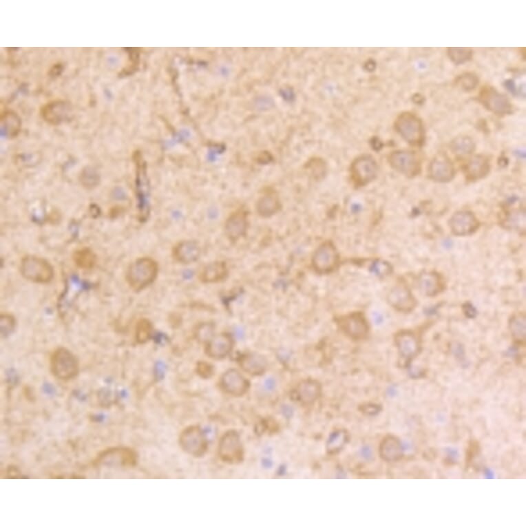 Anti-IFN-R1 Antibody from Bioworld Technology (BS9863M) - Antibodies.com