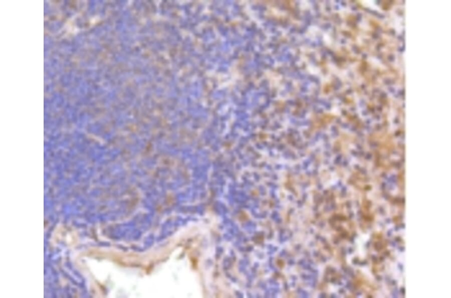 Anti-IFN-R1 Antibody from Bioworld Technology (BS9863M) - Antibodies.com