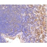 Anti-IFN-R1 Antibody from Bioworld Technology (BS9863M) - Antibodies.com