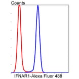 Anti-IFN-R1 Antibody from Bioworld Technology (BS9863M) - Antibodies.com