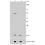 Anti-p53 (Acetyl-K370) Antibody from Bioworld Technology (BS9864M) - Antibodies.com