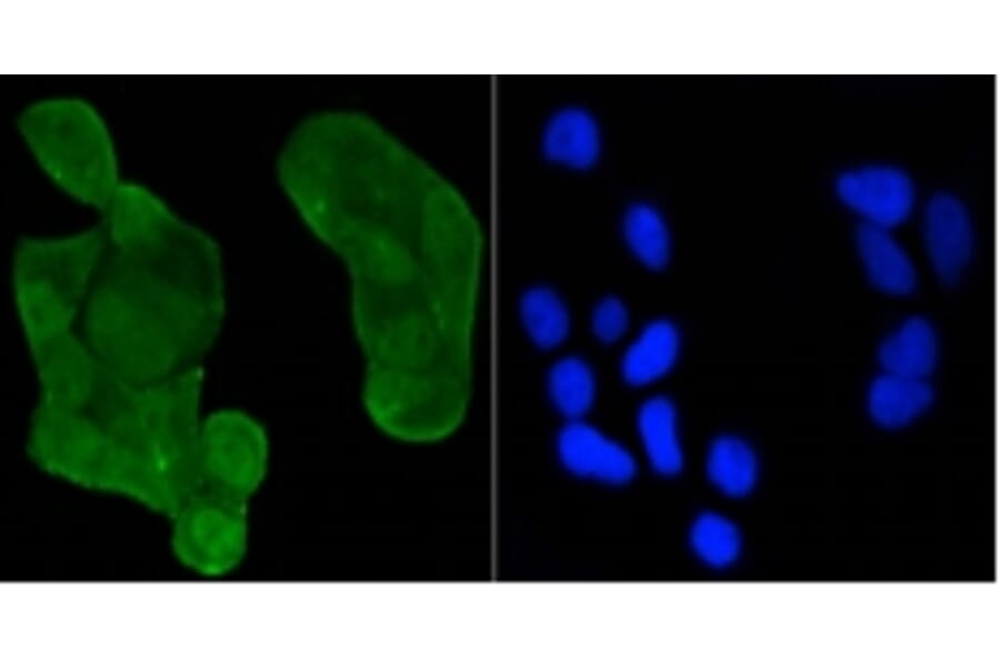 Anti-p53 (Acetyl-K370) Antibody from Bioworld Technology (BS9864M) - Antibodies.com