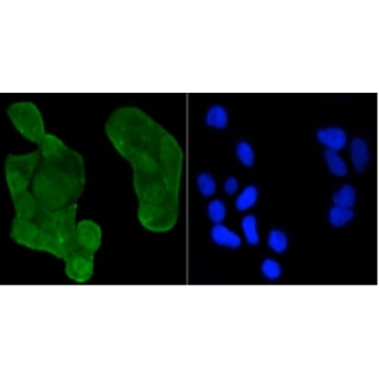 Anti-p53 (Acetyl-K370) Antibody from Bioworld Technology (BS9864M) - Antibodies.com