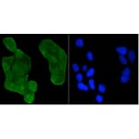 Anti-p53 (Acetyl-K370) Antibody from Bioworld Technology (BS9864M) - Antibodies.com
