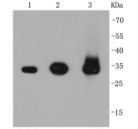 Anti-Caspase-3 Antibody from Bioworld Technology (BS9865M) - Antibodies.com