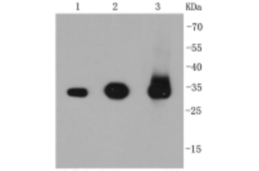 Anti-Caspase-3 Antibody from Bioworld Technology (BS9865M) - Antibodies.com