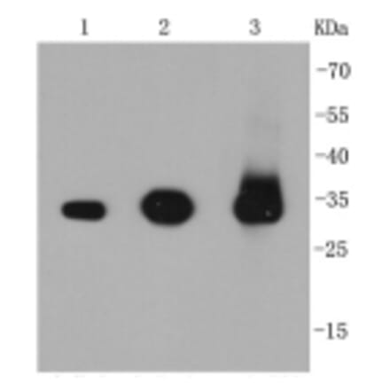Anti-Caspase-3 Antibody from Bioworld Technology (BS9865M) - Antibodies.com