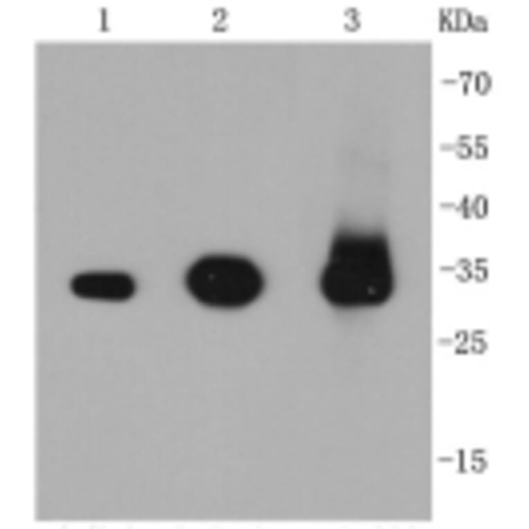 Anti-Caspase-3 Antibody from Bioworld Technology (BS9865M) - Antibodies.com