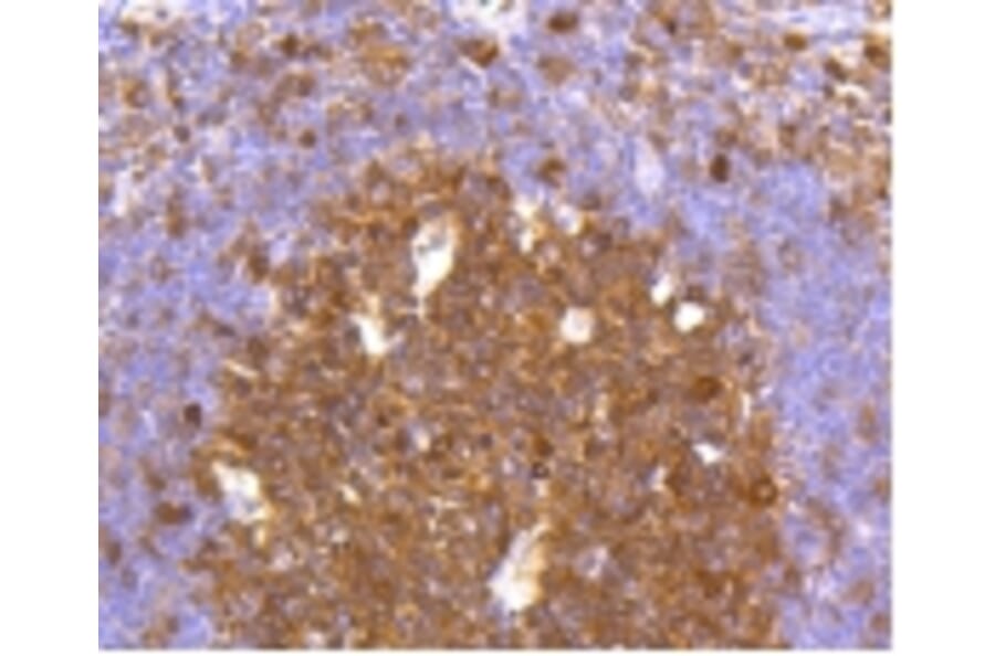 Anti-Caspase-3 Antibody from Bioworld Technology (BS9865M) - Antibodies.com