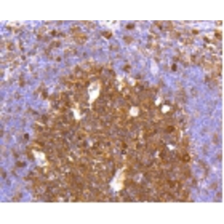 Anti-Caspase-3 Antibody from Bioworld Technology (BS9865M) - Antibodies.com