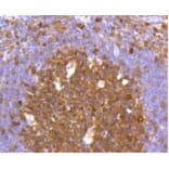 Anti-Caspase-3 Antibody from Bioworld Technology (BS9865M) - Antibodies.com