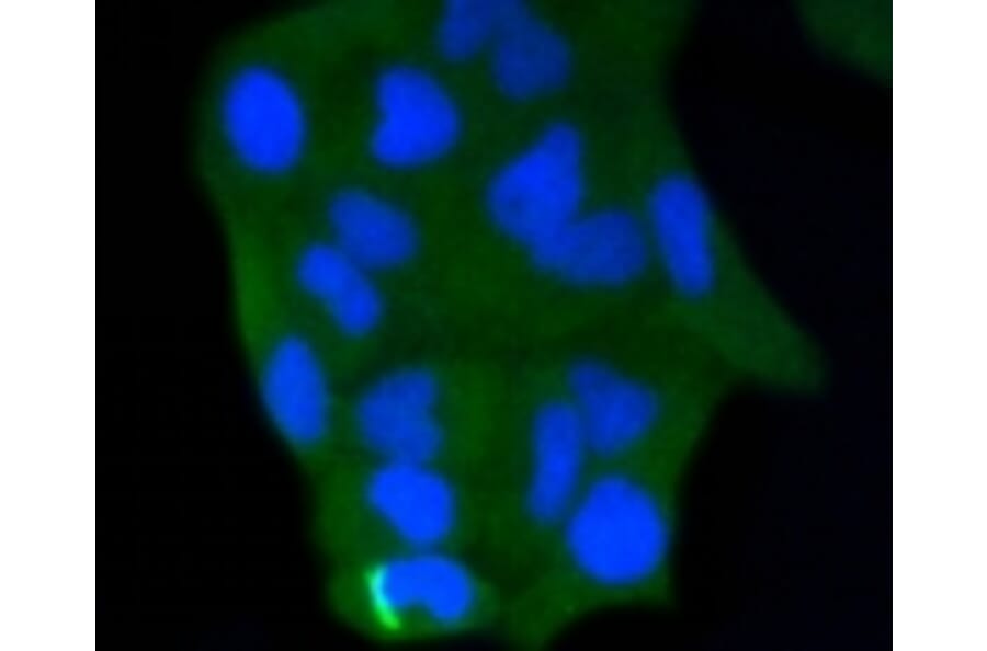 Anti-Caspase-3 Antibody from Bioworld Technology (BS9865M) - Antibodies.com