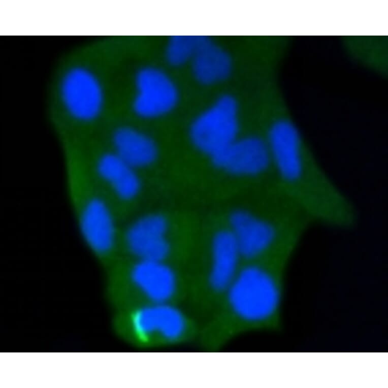 Anti-Caspase-3 Antibody from Bioworld Technology (BS9865M) - Antibodies.com