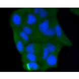 Anti-Caspase-3 Antibody from Bioworld Technology (BS9865M) - Antibodies.com