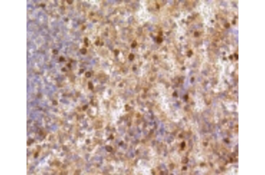 Anti-Caspase-3 Antibody from Bioworld Technology (BS9865M) - Antibodies.com