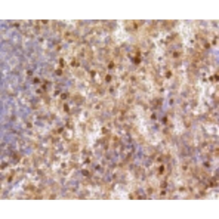 Anti-Caspase-3 Antibody from Bioworld Technology (BS9865M) - Antibodies.com