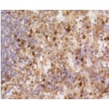 Anti-Caspase-3 Antibody from Bioworld Technology (BS9865M) - Antibodies.com