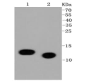 Anti-Histone H4 (Acetyl-K5) Antibody from Bioworld Technology (BS9867M) - Antibodies.com