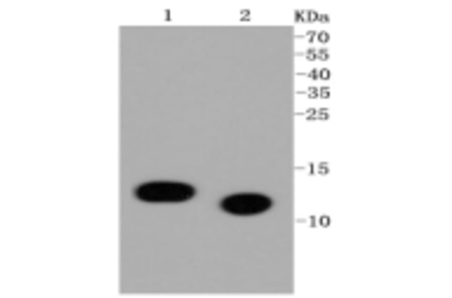 Anti-Histone H4 (Acetyl-K5) Antibody from Bioworld Technology (BS9867M) - Antibodies.com