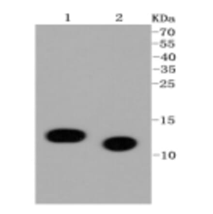 Anti-Histone H4 (Acetyl-K5) Antibody from Bioworld Technology (BS9867M) - Antibodies.com