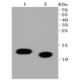 Anti-Histone H4 (Acetyl-K5) Antibody from Bioworld Technology (BS9867M) - Antibodies.com