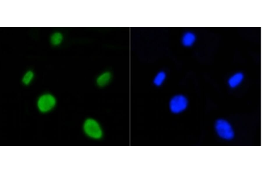Anti-Histone H4 (Acetyl-K5) Antibody from Bioworld Technology (BS9867M) - Antibodies.com
