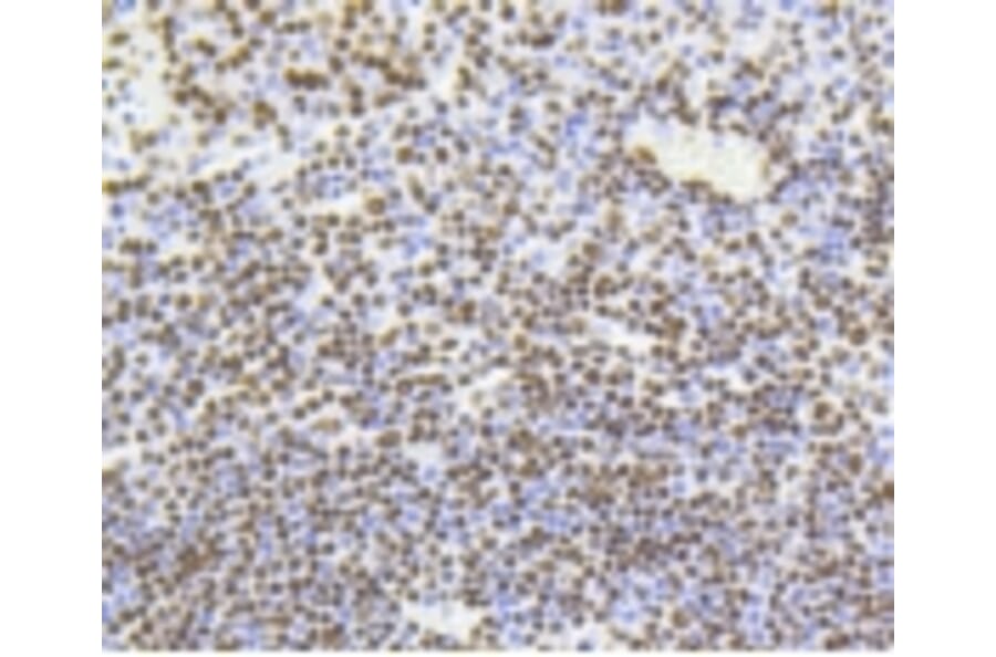 Anti-Histone H4 (Acetyl-K5) Antibody from Bioworld Technology (BS9867M) - Antibodies.com