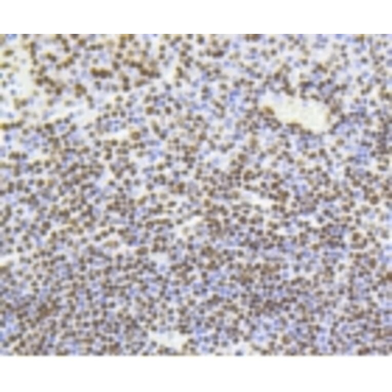 Anti-Histone H4 (Acetyl-K5) Antibody from Bioworld Technology (BS9867M) - Antibodies.com