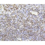 Anti-Histone H4 (Acetyl-K5) Antibody from Bioworld Technology (BS9867M) - Antibodies.com