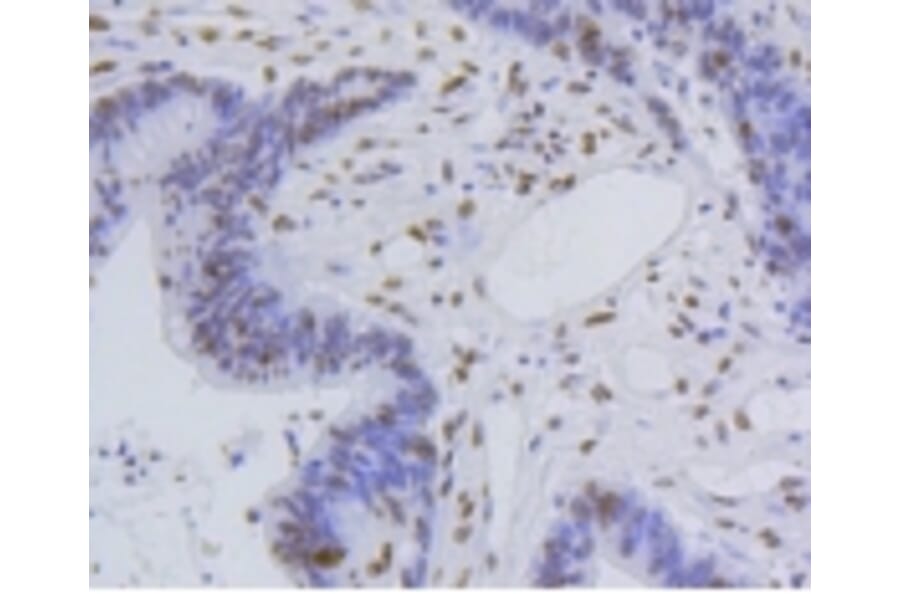 Anti-Histone H4 (Acetyl-K5) Antibody from Bioworld Technology (BS9867M) - Antibodies.com