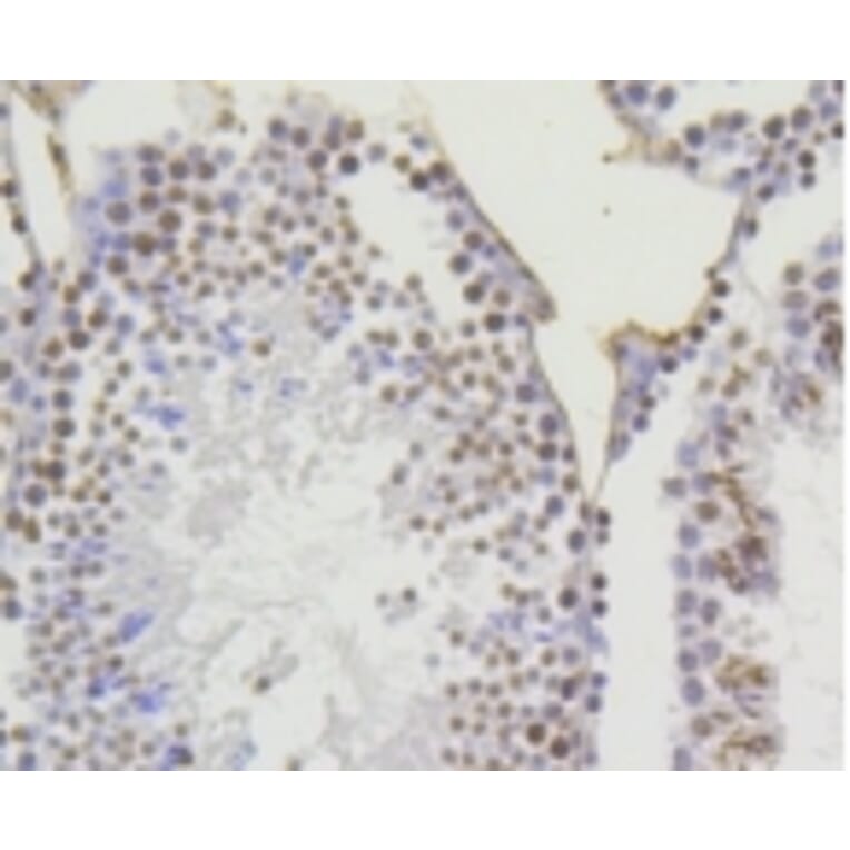 Anti-Histone H4 (Acetyl-K5) Antibody from Bioworld Technology (BS9867M) - Antibodies.com