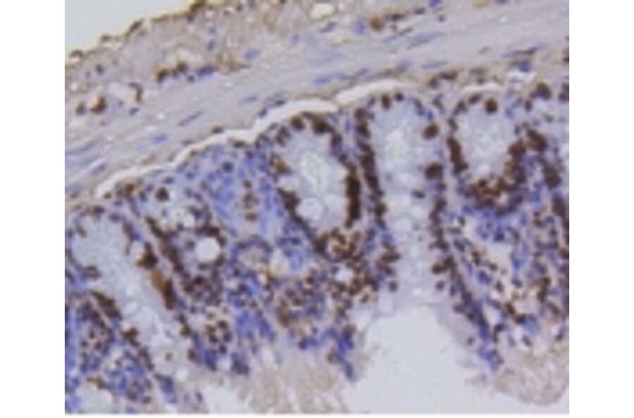 Anti-Histone H4 (Acetyl-K5) Antibody from Bioworld Technology (BS9867M) - Antibodies.com