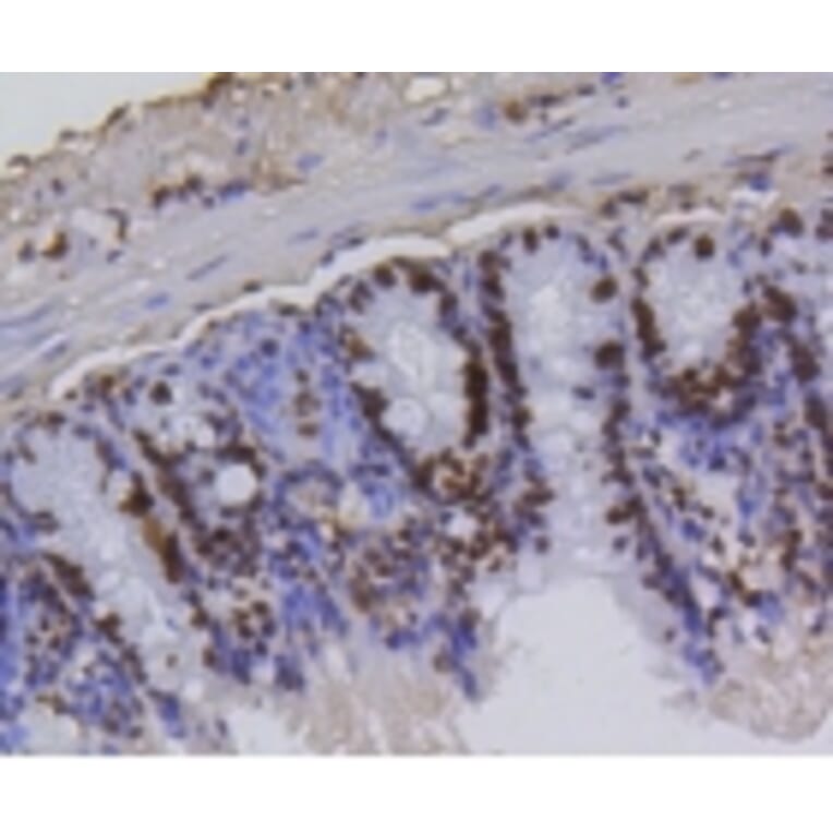 Anti-Histone H4 (Acetyl-K5) Antibody from Bioworld Technology (BS9867M) - Antibodies.com
