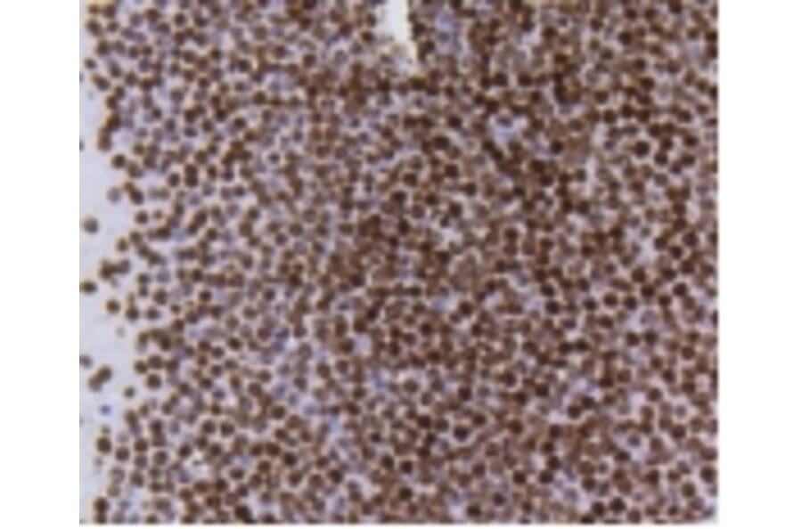 Anti-Histone H4 (Acetyl-K5) Antibody from Bioworld Technology (BS9867M) - Antibodies.com