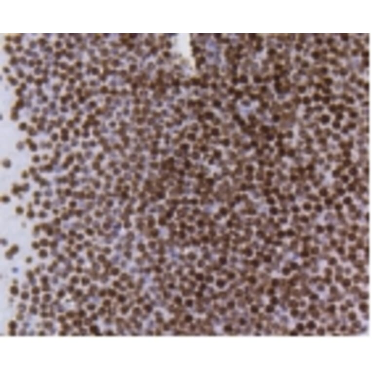Anti-Histone H4 (Acetyl-K5) Antibody from Bioworld Technology (BS9867M) - Antibodies.com