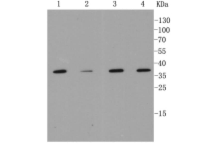 Anti-MMP12 Antibody from Bioworld Technology (BS9869M) - Antibodies.com
