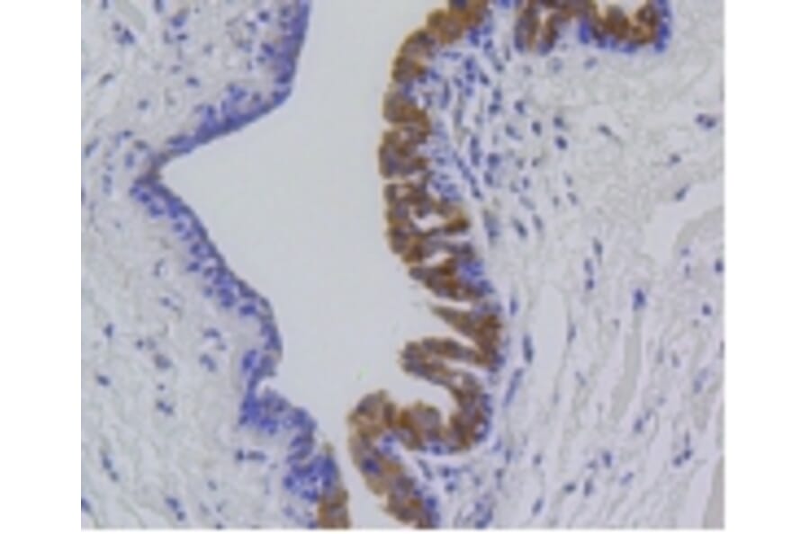 Anti-MMP12 Antibody from Bioworld Technology (BS9869M) - Antibodies.com